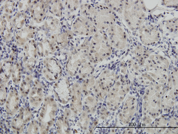 PAX7 Antibody in Immunohistochemistry (Paraffin) (IHC (P))