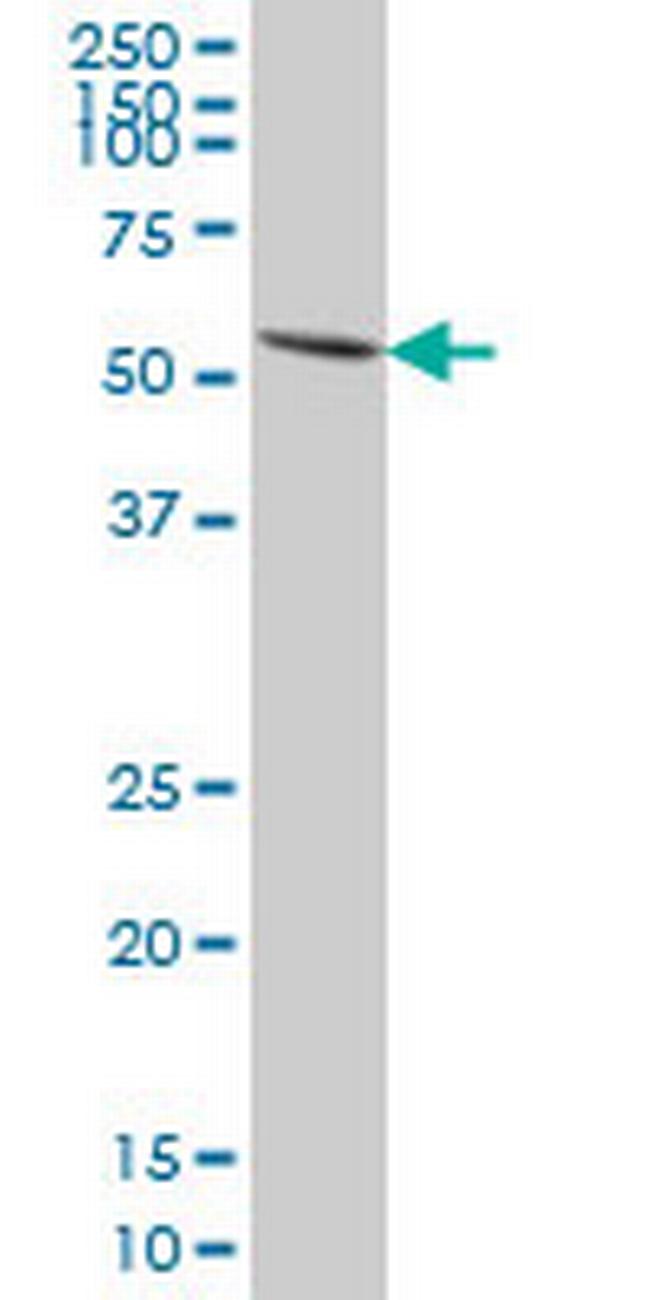 PAX7 Antibody in Western Blot (WB)