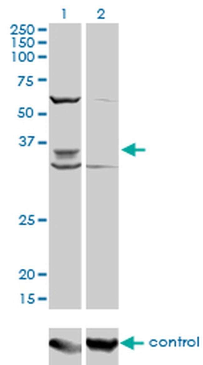 PAX9 Antibody in Western Blot (WB)