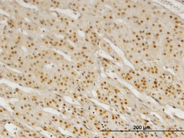 PBX3 Antibody in Immunohistochemistry (Paraffin) (IHC (P))