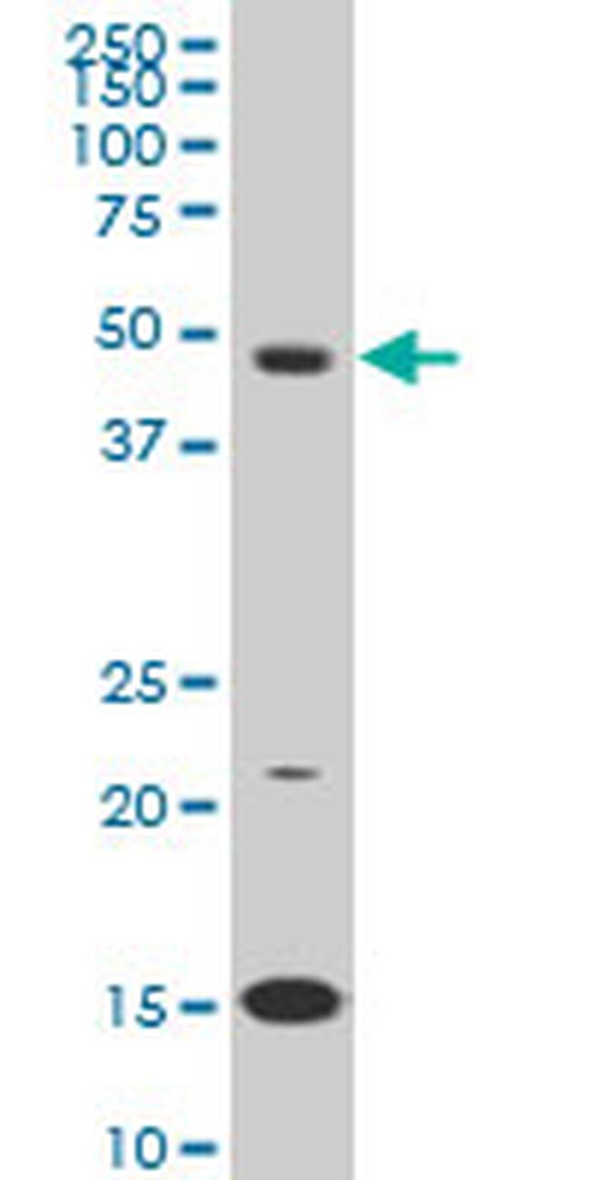 PBX3 Antibody in Western Blot (WB)