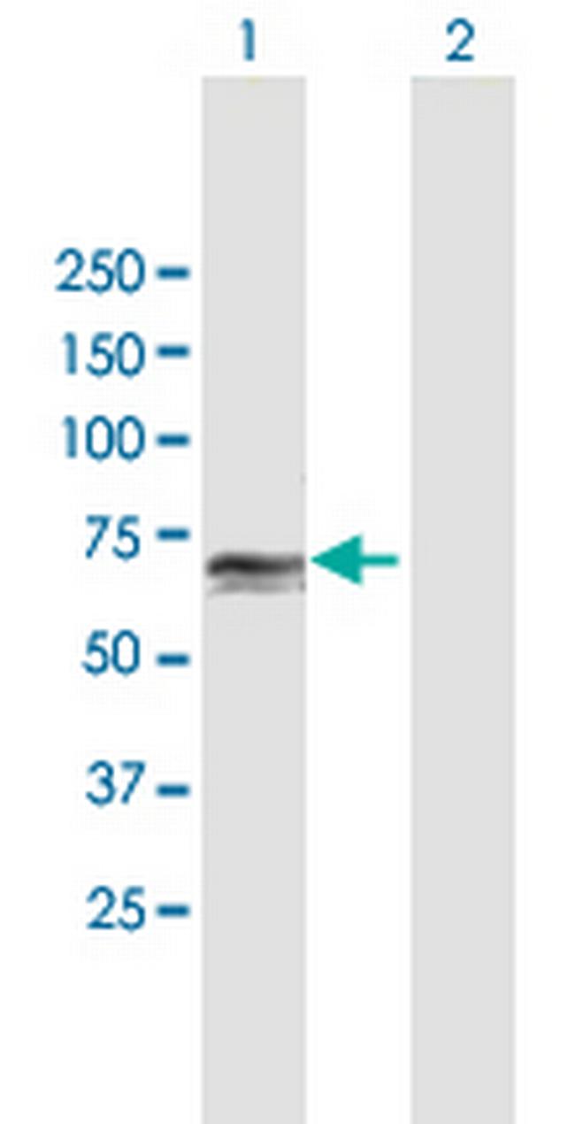 PCK1 Antibody in Western Blot (WB)