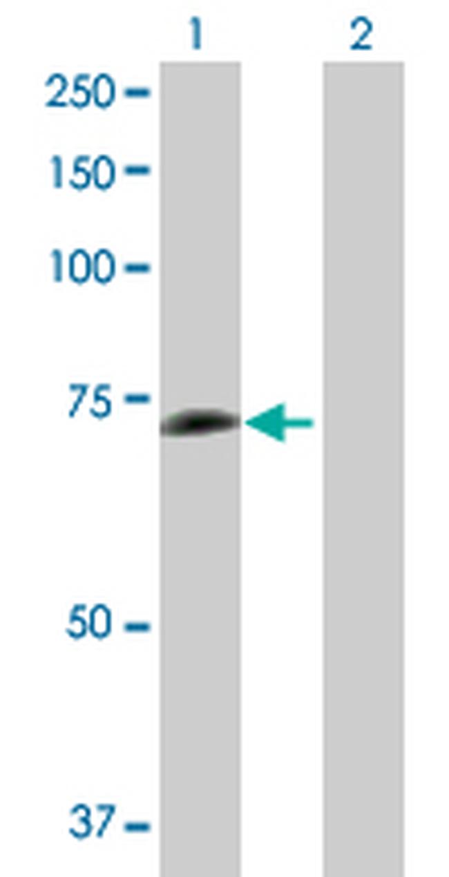 PCK1 Antibody in Western Blot (WB)