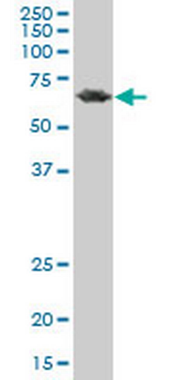 PCK2 Antibody in Western Blot (WB)