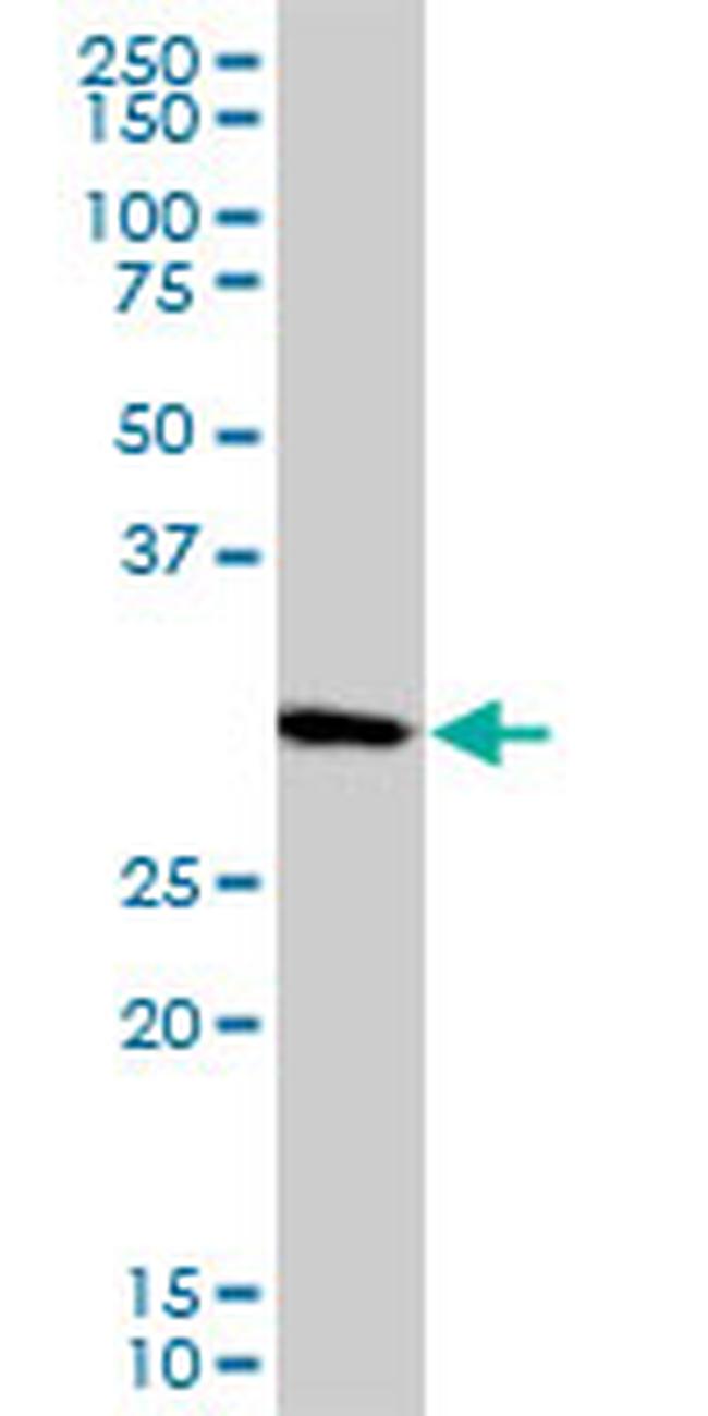 PCNA Antibody in Western Blot (WB)