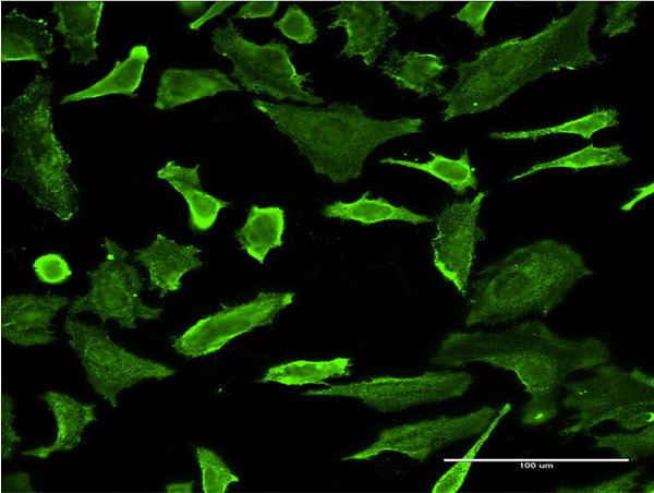 PCTK1 Antibody in Immunocytochemistry (ICC/IF)