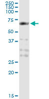 PCTK1 Antibody in Immunoprecipitation (IP)