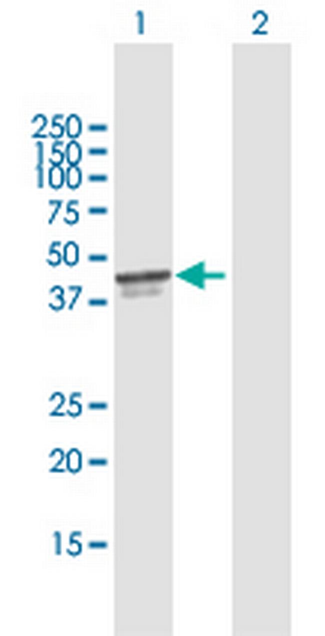 PDCD2 Antibody in Western Blot (WB)