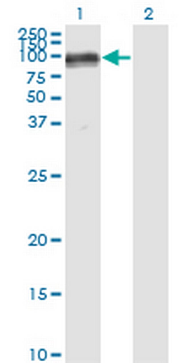 PECAM1 Antibody in Western Blot (WB)