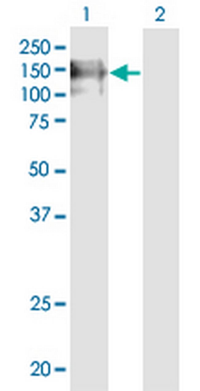 PECAM1 Antibody in Western Blot (WB)