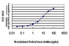 PEPD Antibody in ELISA (ELISA)