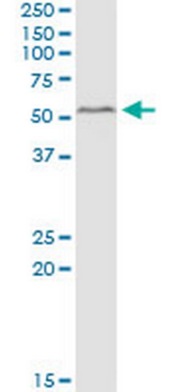 PEX14 Antibody in Western Blot (WB)