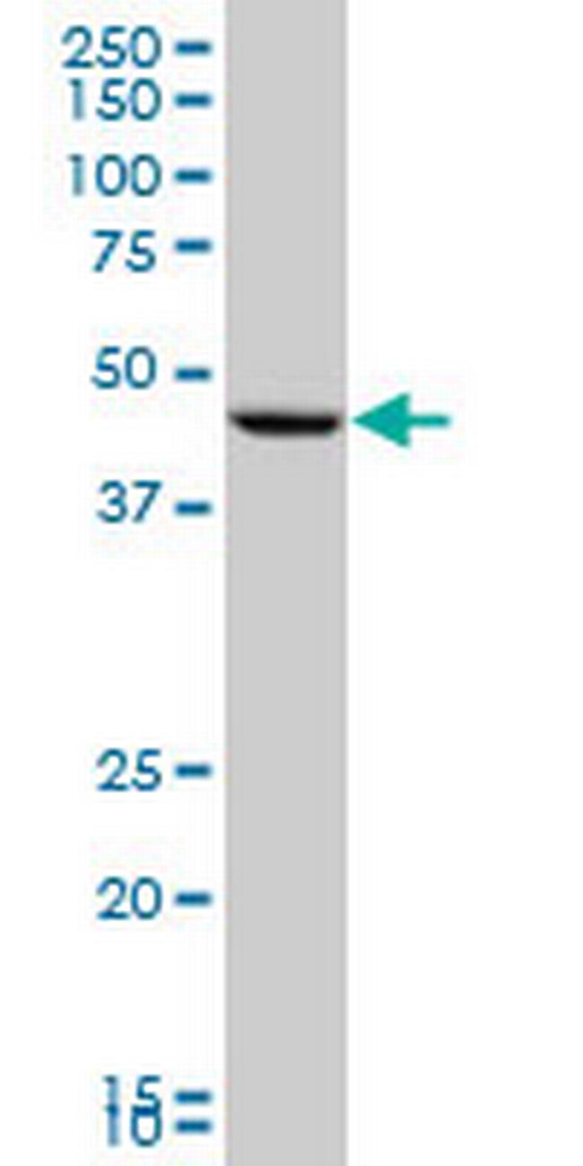 PGA5 Antibody in Western Blot (WB)