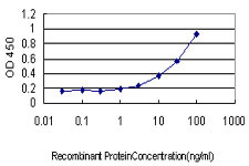 PHKG1 Antibody in ELISA (ELISA)