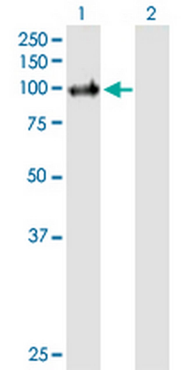 PIK3C3 Antibody in Western Blot (WB)