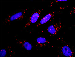 PIK3CA Antibody in Proximity Ligation Assay (PLA) (PLA)