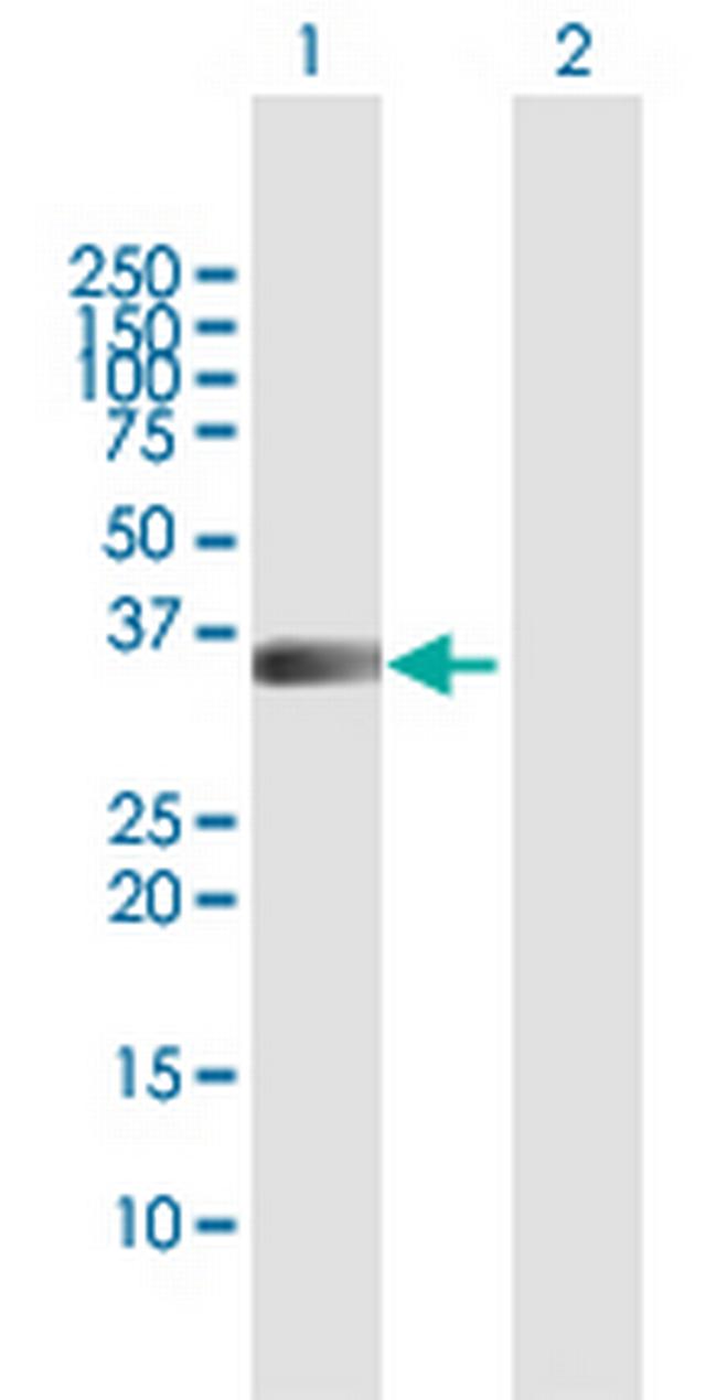 PIM1 Antibody in Western Blot (WB)