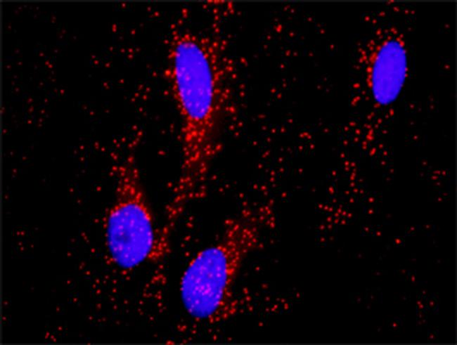 PITX2 Antibody in Proximity Ligation Assay (PLA) (PLA)