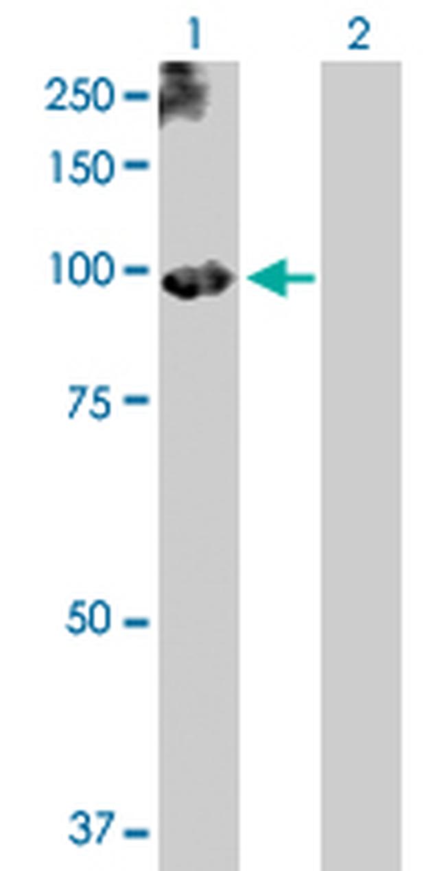 PLG Antibody in Western Blot (WB)