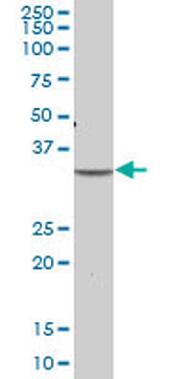 PLSCR1 Antibody in Western Blot (WB)