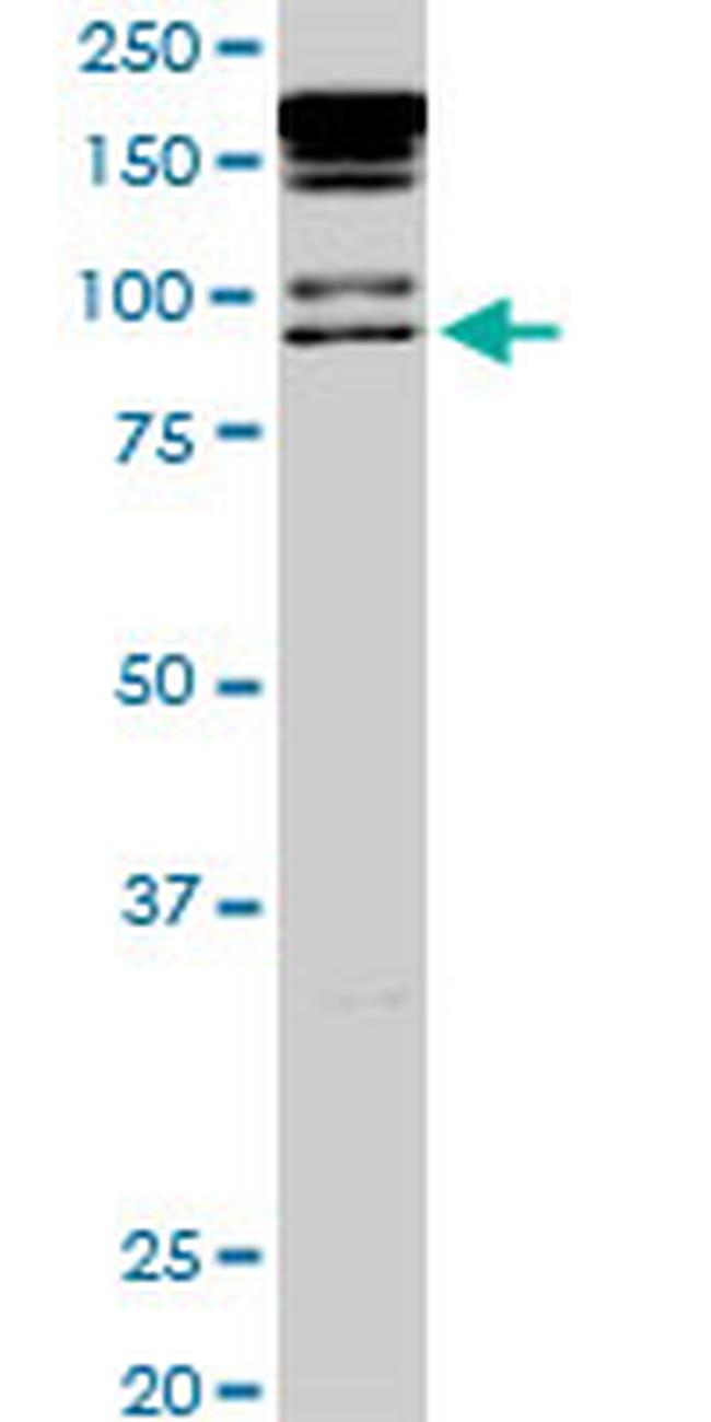 PML Antibody in Western Blot (WB)