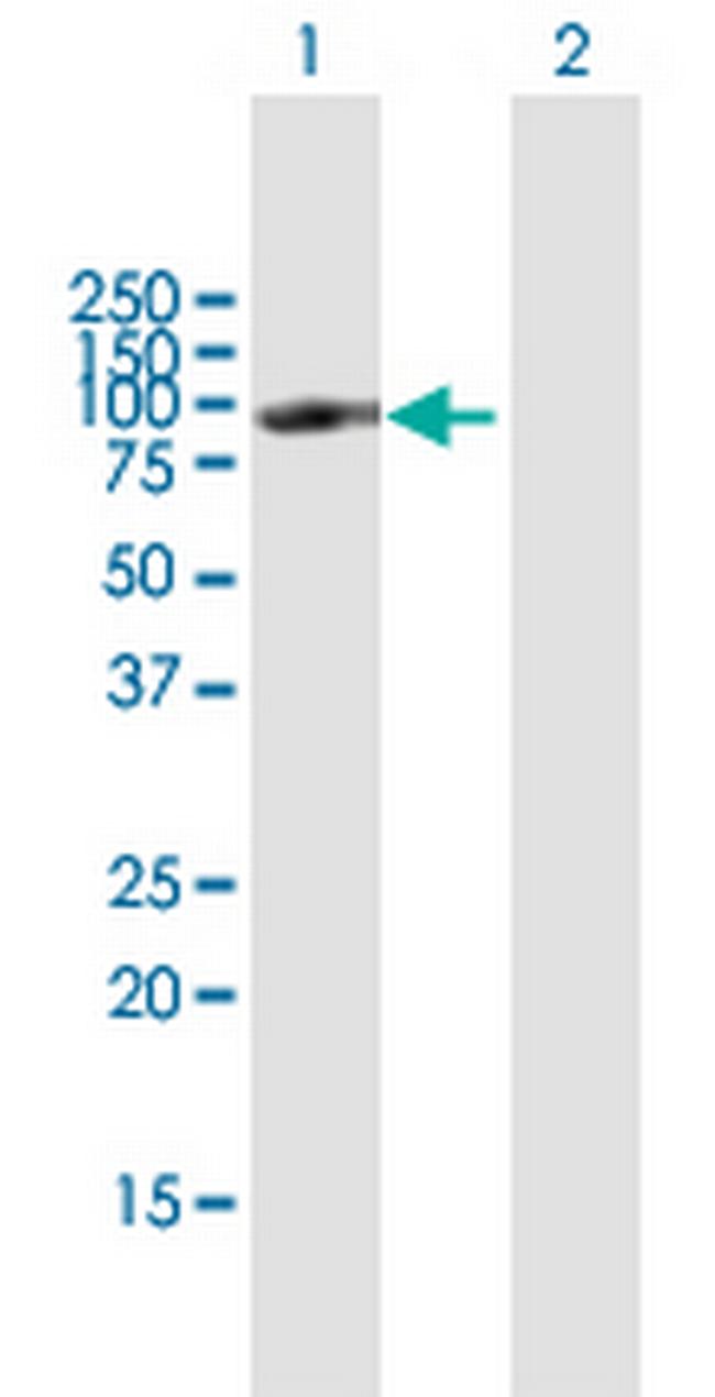 POU2F1 Antibody in Western Blot (WB)