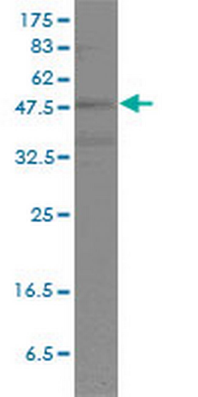 POU2F2 Antibody in Western Blot (WB)