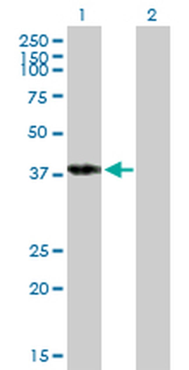 POU4F3 Antibody in Western Blot (WB)