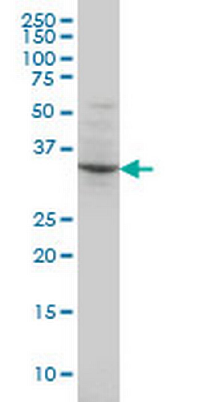 POU4F3 Antibody in Western Blot (WB)