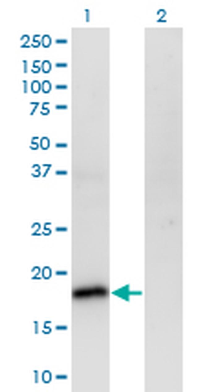 POU5F1 Antibody in Western Blot (WB)