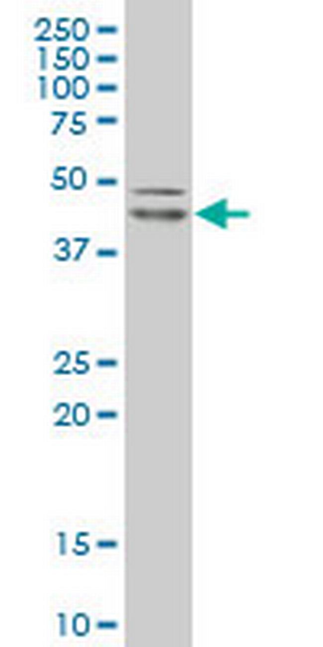 POU5F1 Antibody in Western Blot (WB)