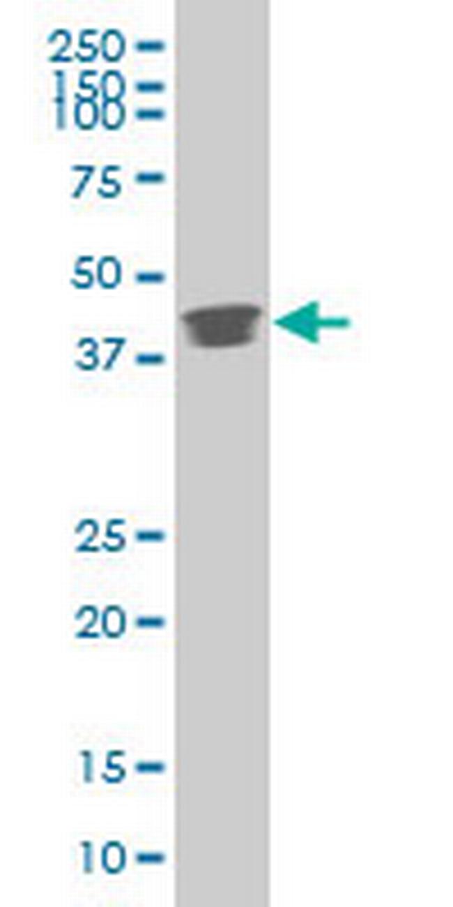 POU5F1 Antibody in Western Blot (WB)