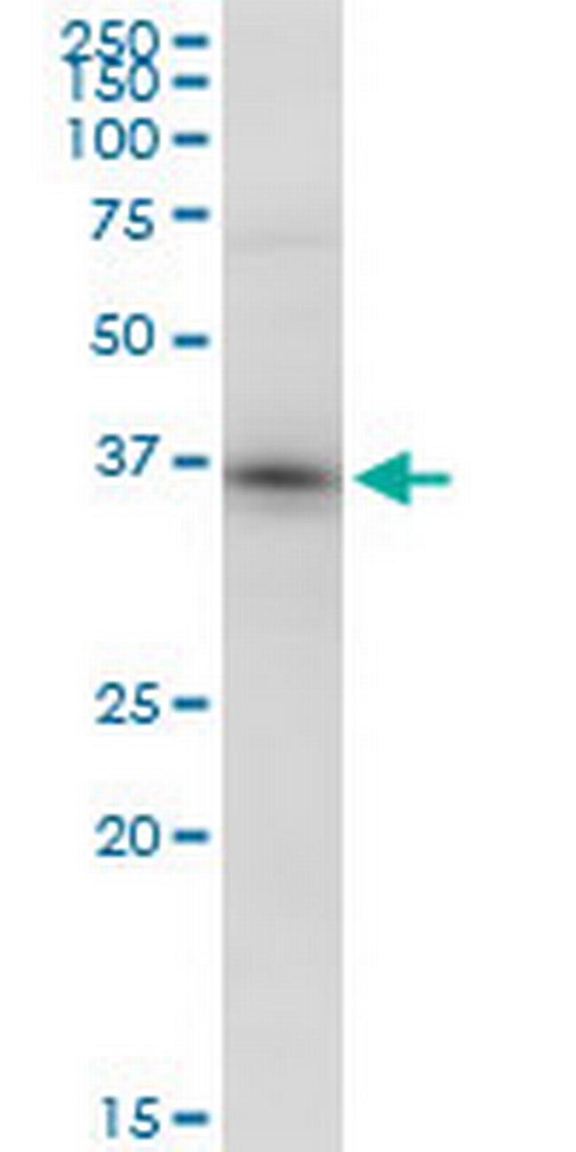 PPID Antibody in Western Blot (WB)