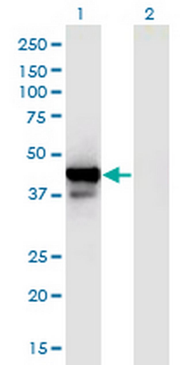 PPID Antibody in Western Blot (WB)