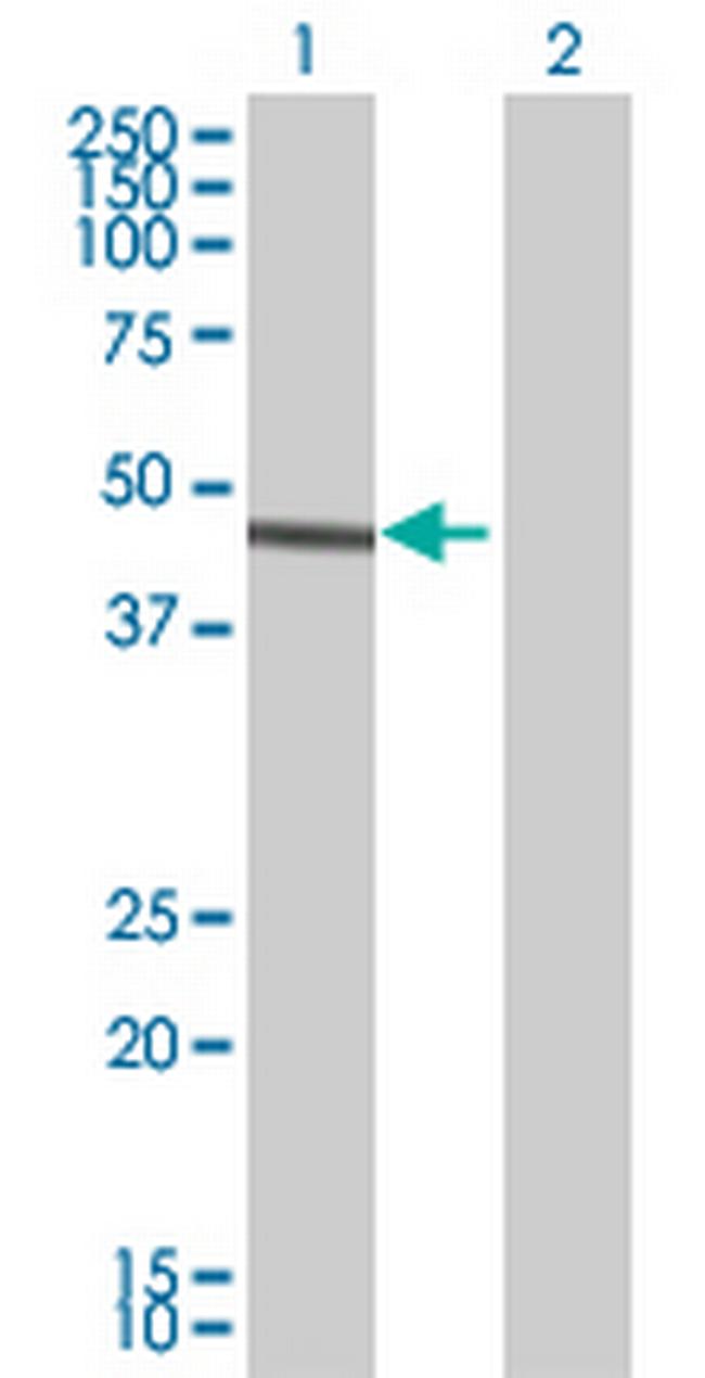 PPOX Antibody in Western Blot (WB)