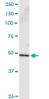 PPP2R2B Antibody in Immunoprecipitation (IP)