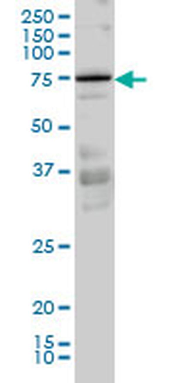 PRKCI Antibody in Western Blot (WB)