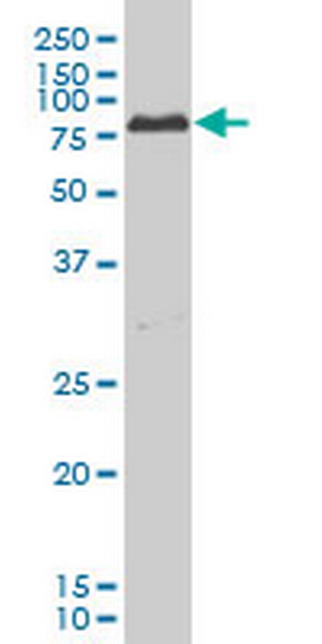 PRKCI Antibody in Western Blot (WB)