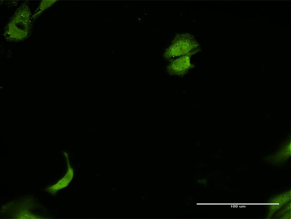 PRKDC Antibody in Immunocytochemistry (ICC/IF)