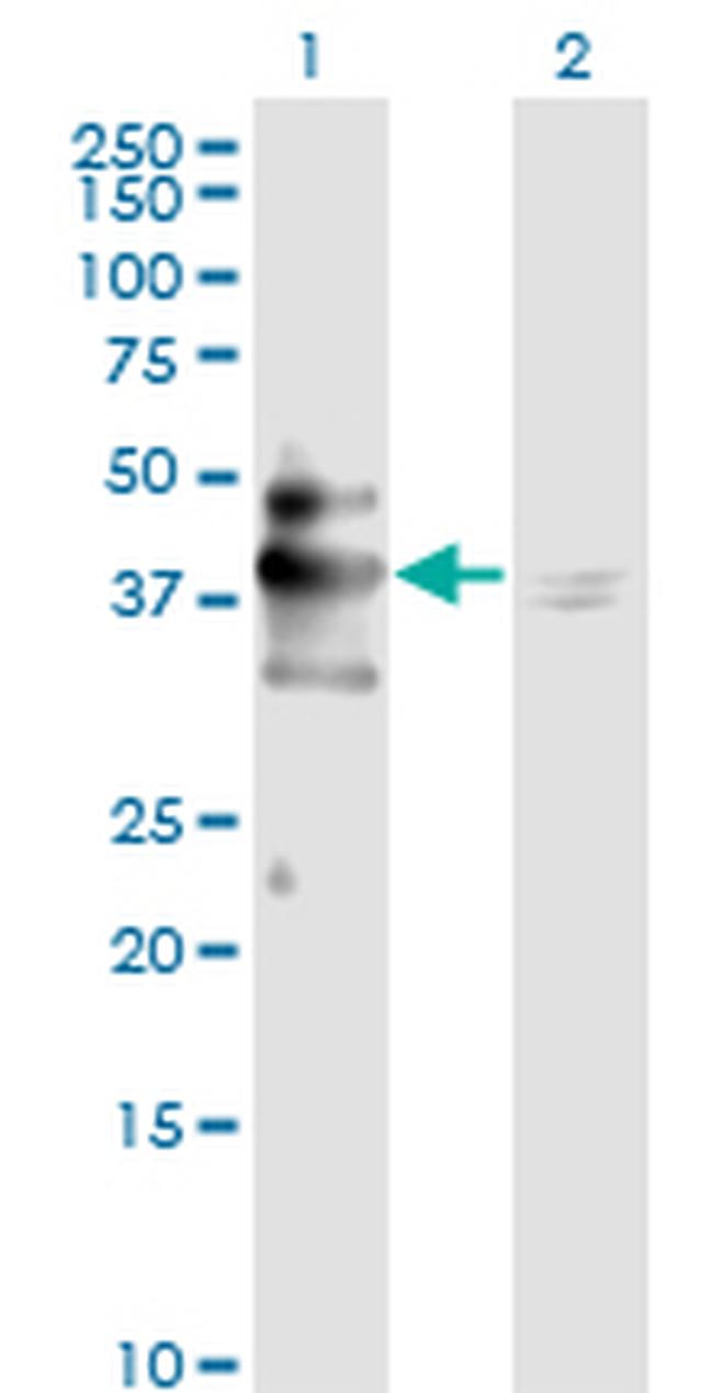 MAPK3 Antibody in Western Blot (WB)