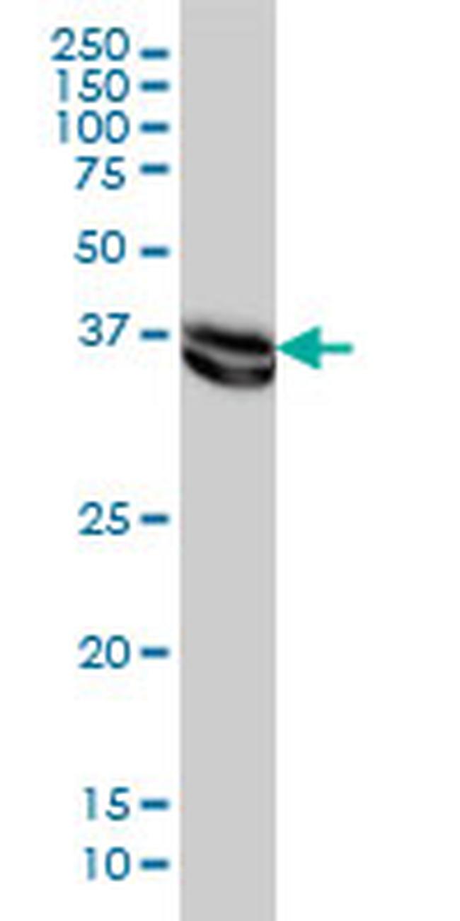 MAPK3 Antibody in Western Blot (WB)