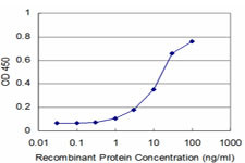 MAPK3 Antibody in ELISA (ELISA)