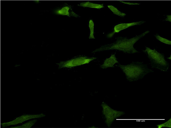 MAPK3 Antibody in Immunocytochemistry (ICC/IF)