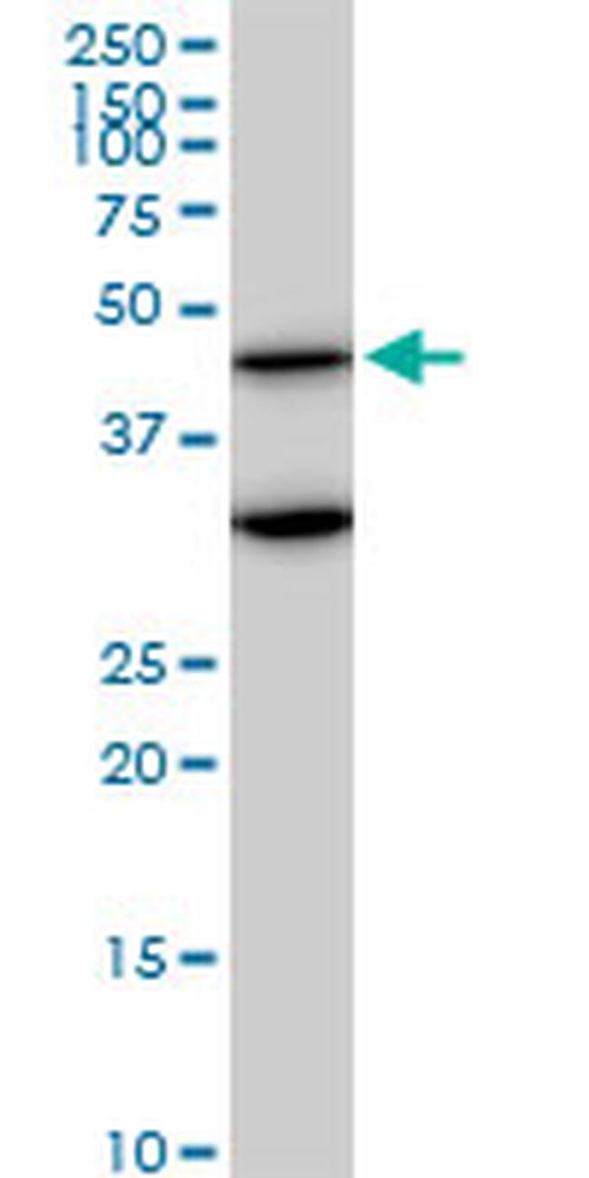 MAPK3 Antibody in Western Blot (WB)