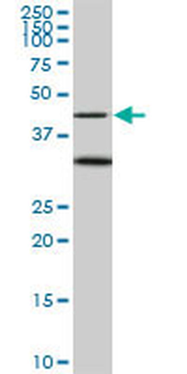 MAPK3 Antibody in Western Blot (WB)