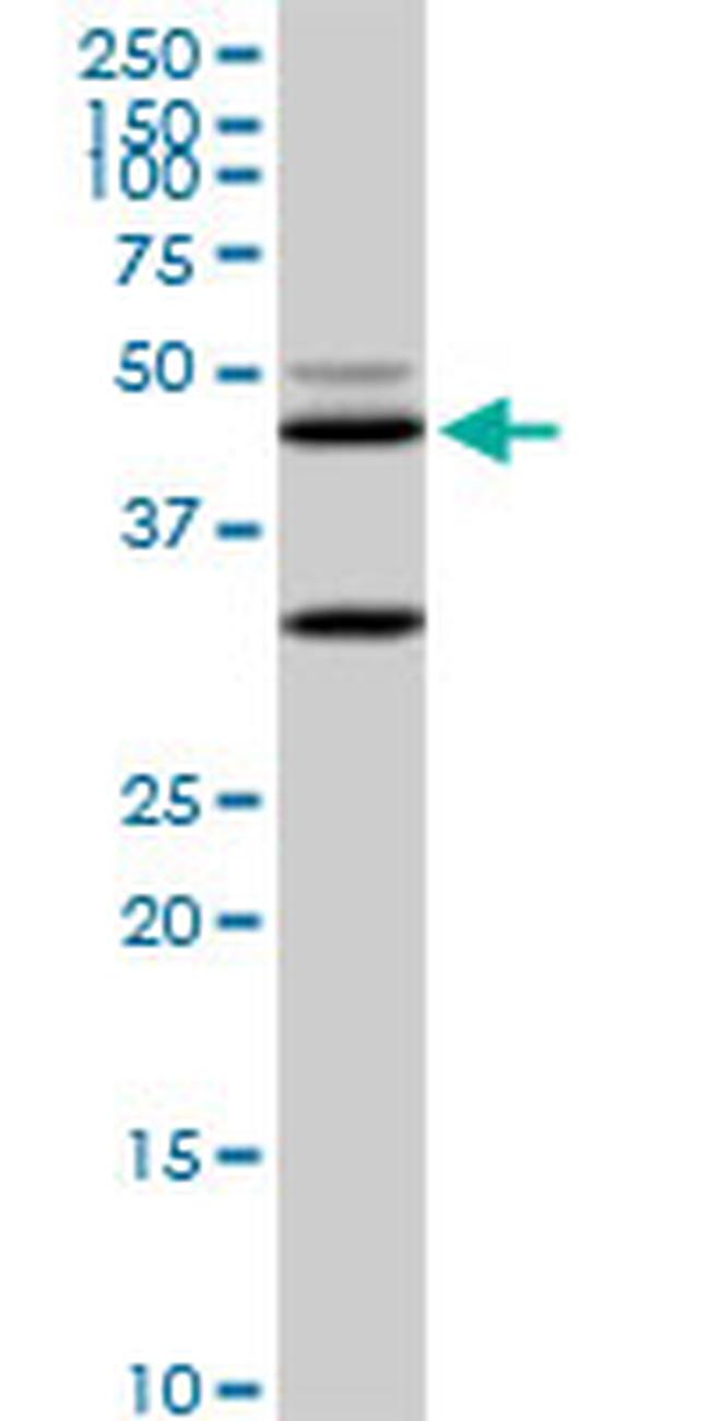 MAPK3 Antibody in Western Blot (WB)