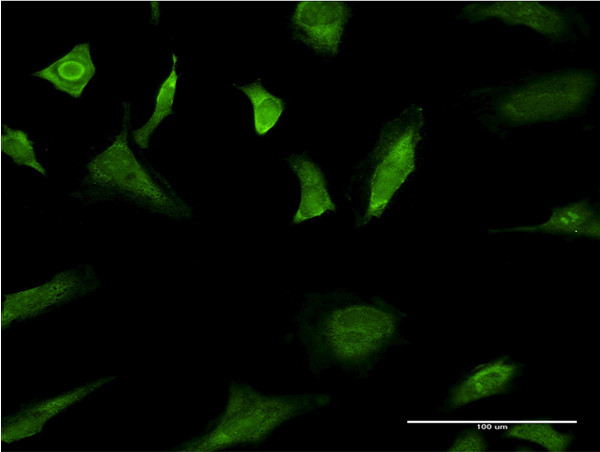 MAPK3 Antibody in Immunocytochemistry (ICC/IF)