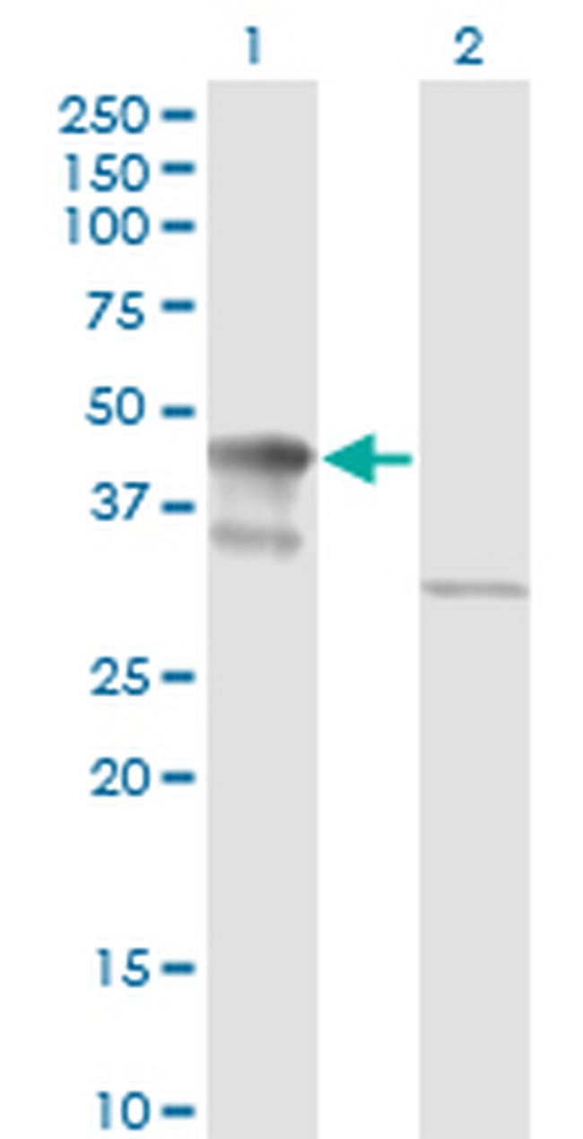 MAPK3 Antibody in Western Blot (WB)