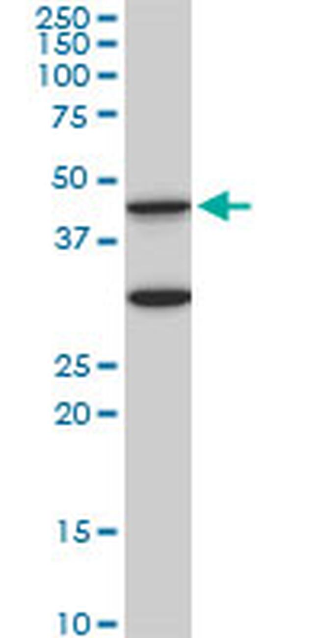MAPK3 Antibody in Western Blot (WB)