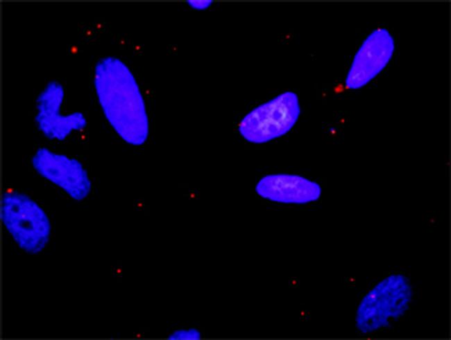 MAPK8 Antibody in Proximity Ligation Assay (PLA) (PLA)